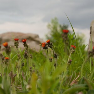 Flowers and  Rocks Digital Print Large jpg  - Image Size 36mp 15.6mb : DIGITAL DOWNLOAD ONLY