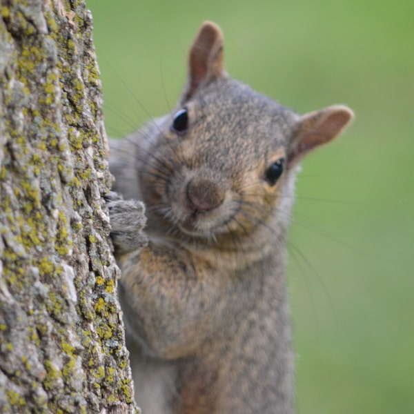 Digital Print : Out of Focus Squirrel ; DIGITAL DOWNLOAD ONLY