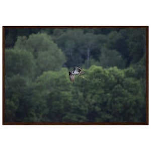 24"x36" - Wood Framed - 250 gsm Museum-Quality Matte Paper : Osprey Catching Sunfish on Wisconsin Lake image 5