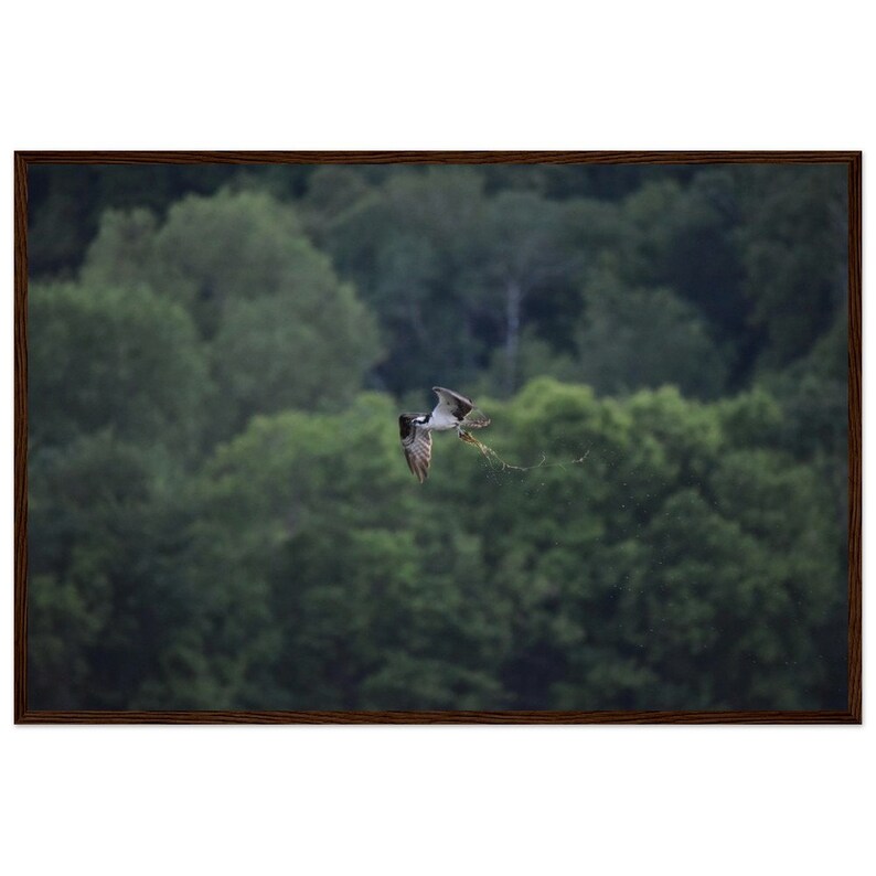 24"x36" - Wood Framed - 250 gsm Museum-Quality Matte Paper : Osprey Catching Sunfish on Wisconsin Lake image 5