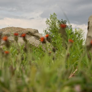 4 Image Collection Flowers and Rocks Digital Prints - Large jpg  - Image Size 36mp : DIGITAL DOWNLOAD ONLY