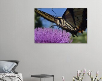 24"x36" Brushed Aluminum Print - Swallowtail Butterfly On Bull Thistle