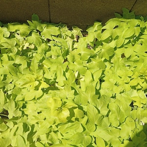 May include: A dense patch of vibrant lime green sweet potato vine foliage featuring heart-shaped and lobed leaves. The plants are spread across the ground, displaying a bright, uniform color with some natural shadows cast across the leaves.