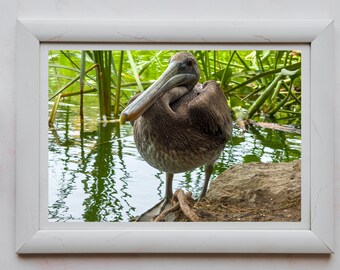 Pelican Canvas Wall Art with Acrylic, Fine Art Print, Framing and Metal Options