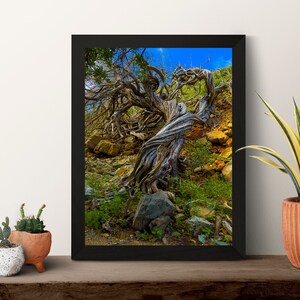 Twisted Tree Acrylic Canvas Wall Art with Fine Art Print, Metal and Framing Options