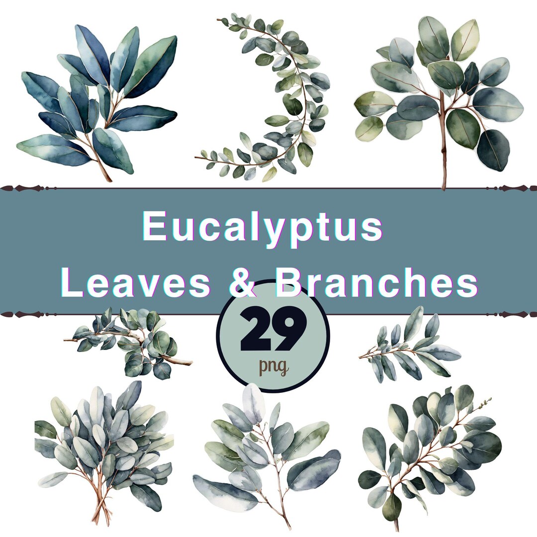 Watercolor Eucalyptus Clipart Bundle – Greenery Branch PNG, Sage Green ...