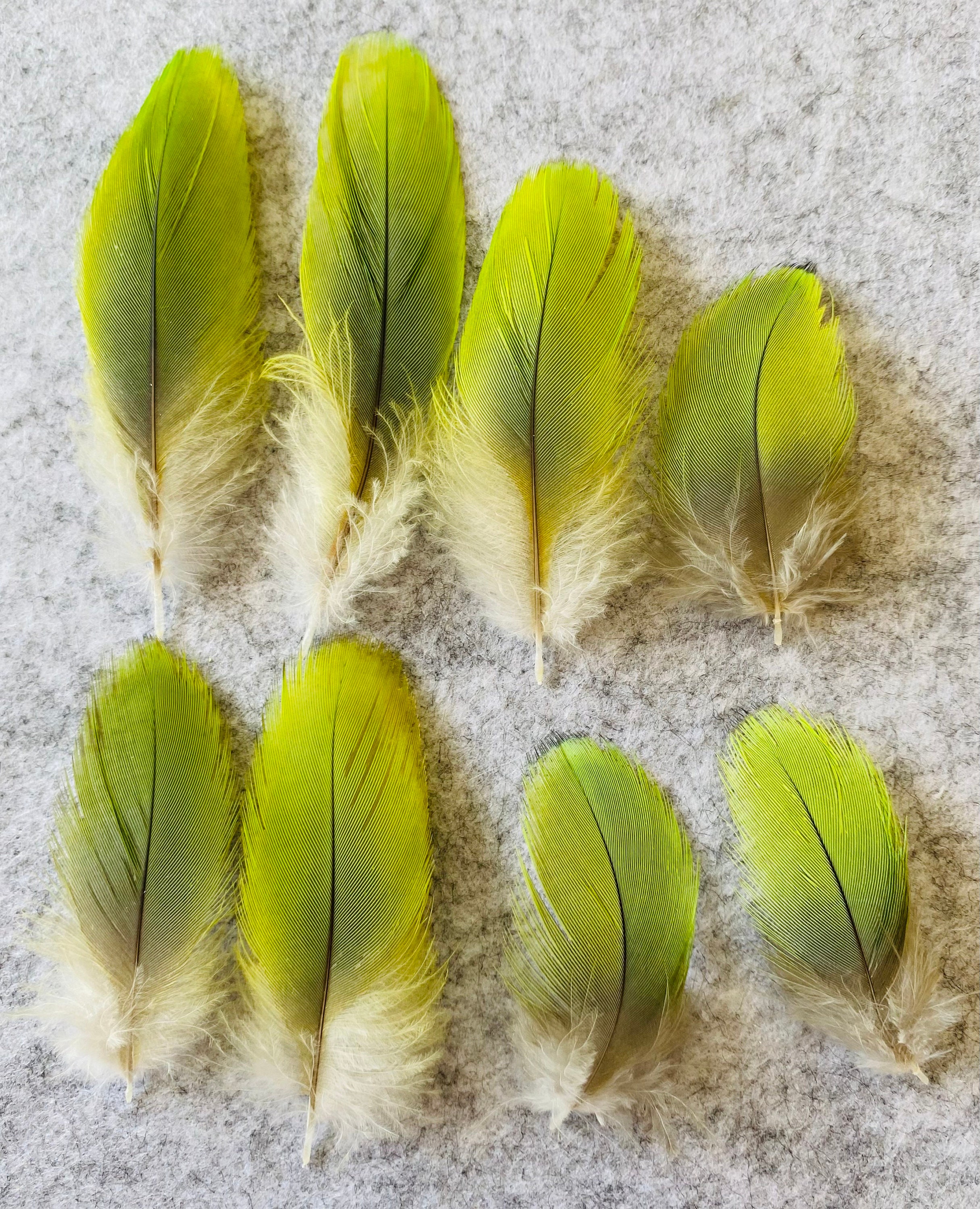 Lime Green Feathers Etsy