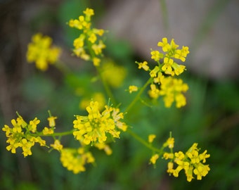 Väggtavla med gula blommor, digitaltryck, väggkonst, heminredning