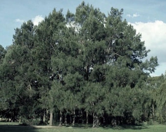 15 seeds) River She-Oak, Casuarina cunninghamiana, Tree Seeds green