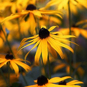 Black Eyed Susan 20 Samen: Erbstück Schmetterling Garten Blumensamen