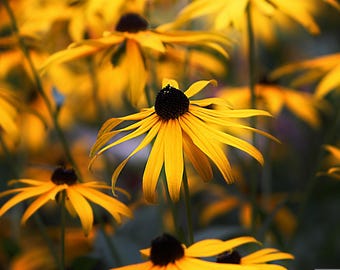 Love eye Susan butterfly garden seeds, Gift for collegue butterfly garden flower heirloom 20 seeds packets
