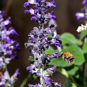 Gift for collegue Creeping tyme Heirloom 10 Seed Mix, Dwarf Flowers, Mixed , Pollinator Garden, Butterfly Garden, Bee Friendly