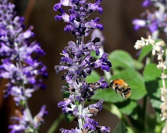 15 semillas) Jardín de mariposas Lavanda inglesa Flor mixta: Polinizador
