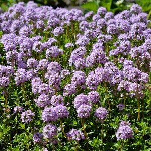 15 seeds) Creeping Thyme Heirloom Seeds: Dwarf Flowers, Pollinator Garden image 7