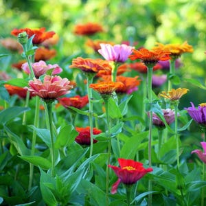 Non-GMO Wildflower 25 Seed Mix: Easy-Grow Varieties