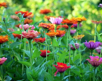 non GMO seed mix Fast Blooming 25 Non-GMO Planting 25 Easy Grow Wildflower Seed Mix Contains Flower Varieties for Home Garden + coconut coir