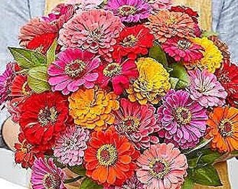 non GMO seed mix Fast Blooming 25 Non-GMO Planting 25 Easy Grow Wildflower Seed Mix Contains Flower Varieties for Home Garden + coconut coir