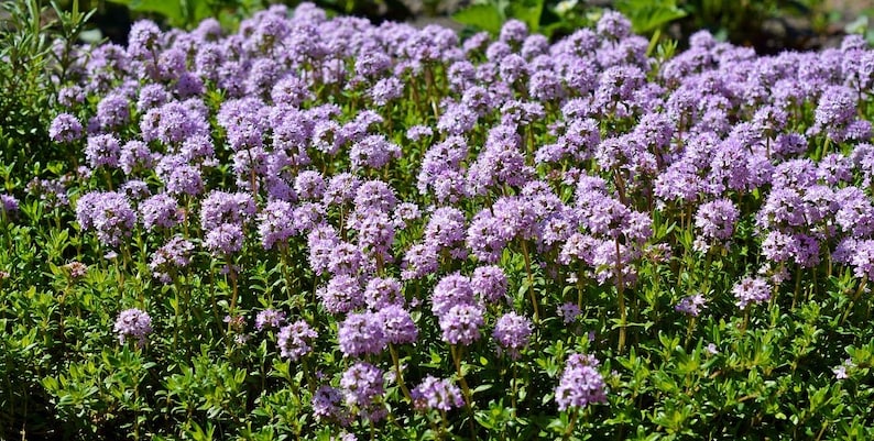 15 seeds) Creeping Thyme Heirloom Seeds: Dwarf Flowers, Pollinator Garden image 4