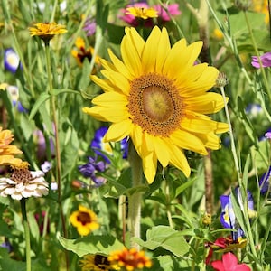 sunflower seed mix Sunflower Seeds to Plant Sunset Blend - 7 Varieties Mix for Garden, Vibrant Colors, Easy to Grow Flower Seeds
