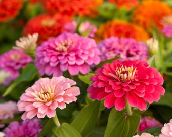 Zinnia, Thumbelina Mix Flower Seeds - Heirloom 25 Seed Mix, Dwarf Flowers, Mixed Zinnia, Pollinator Garden, Butterfly Garden, Bee Friendly