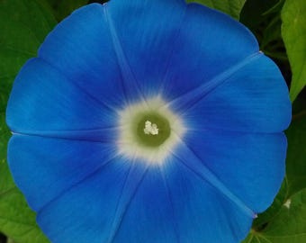 Morning Glory, Heavenly Blue Flower Seeds - Heirloom 10 Seeds, Annual, Vining, Deer Resistant, Blue Flowers, Open Pollinated