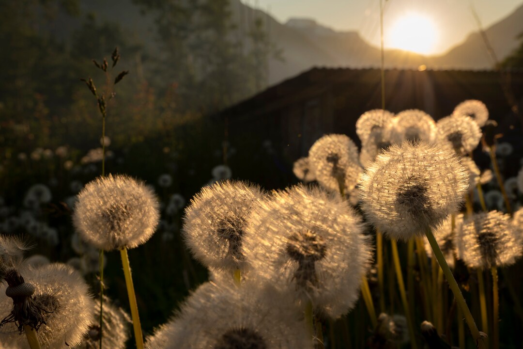 Dandelion Photo Printable, Dandelion Photography, Dandelion Wall Art ...