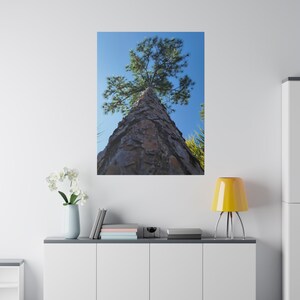 Nature art, Pine Tree Matte Canvas