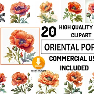 20 Orientalische MohnBlumen Clipart JPG Bundle, kommerzielle Nutzung, Baby Shower Grafik, Aquarell, Kinderzimmer Deko, Sublimation Design