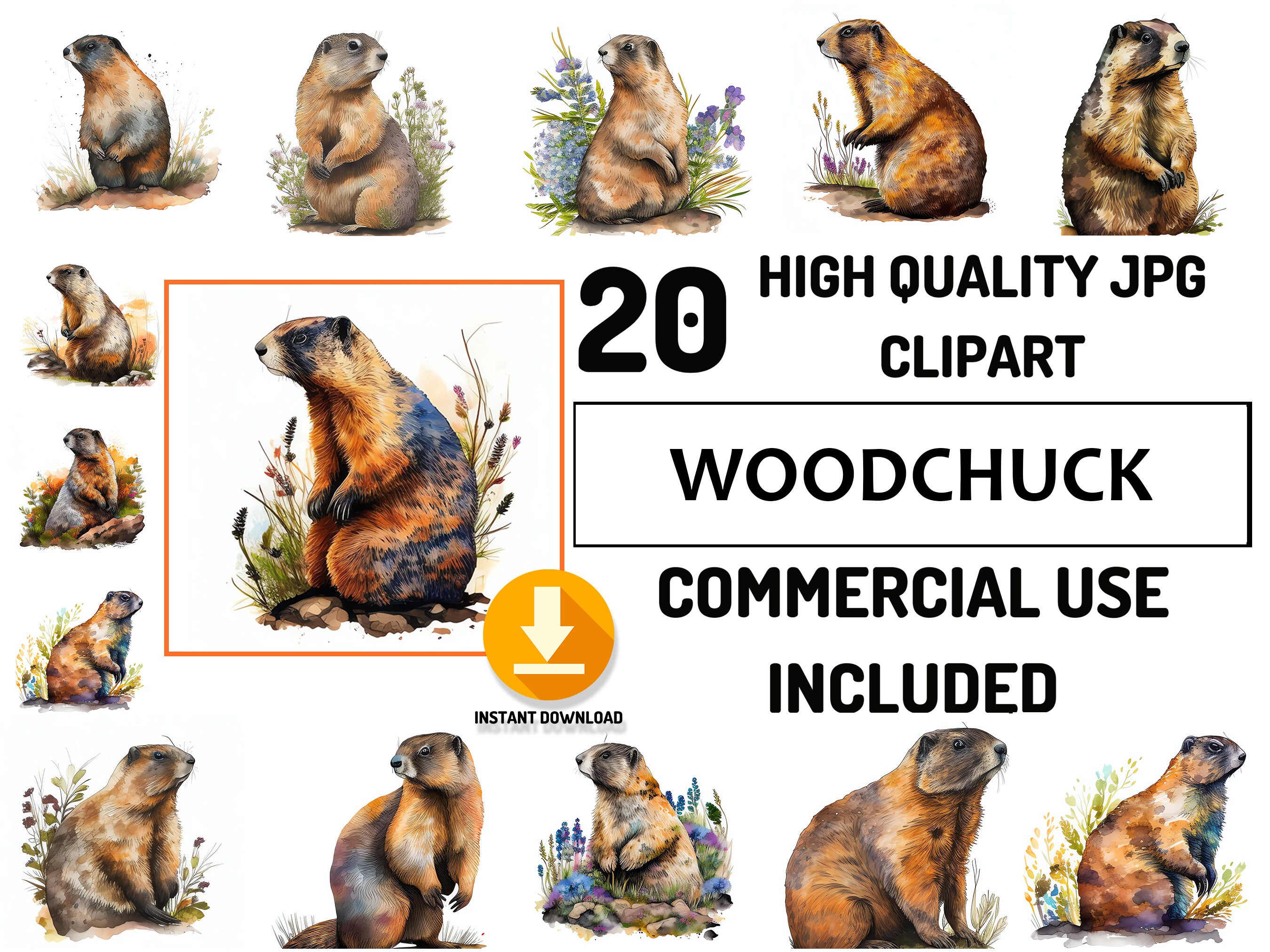 Woodchuck Scat Vs. Other Animals:  Spot The Difference! - 4i5uaiq