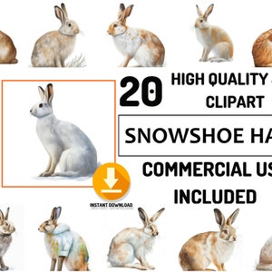 Snowshoe hare Clipart 20 High Quality Woodland Animals JPG Bundle, Full Commercial Use, Cute Watercolor Animals , Decor art, Animals Graphic