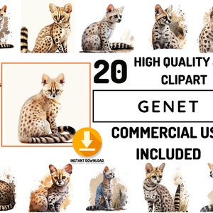 Genet Cat Clipart 20 High Quality Safari Animals JPG Bundle, Full Commercial Use, Safari Animals art, Decor art, Africa animals illustration