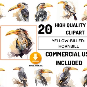 Yellow-billed-Hornbill Clipart 20 Hoge kwaliteit Safari Dieren JPG Bundel, Volledig commercieel gebruik, Decor art, Afrika dieren illustratie