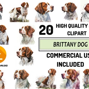 Brittany Dog Clipart 20 JPG di alta qualità, uso commerciale completo, artigianato digitale della carta, acquerello, creazione di biglietti di auguri, disegni a sublimazione