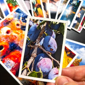 May include: A rectangular photograph featuring a close-up of dark purple plums hanging from a woody branch with green leaves. The photo is part of a collection of various colorful printed images scattered on a surface, showcasing diverse scenes.
