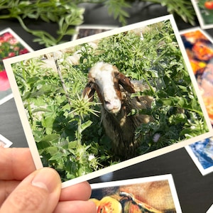 May include: A rectangular photograph featuring a goat with a white face and brown ears standing amidst green foliage and spiky plants. The print has a white border and is displayed among other colorful photographic prints on a dark surface.