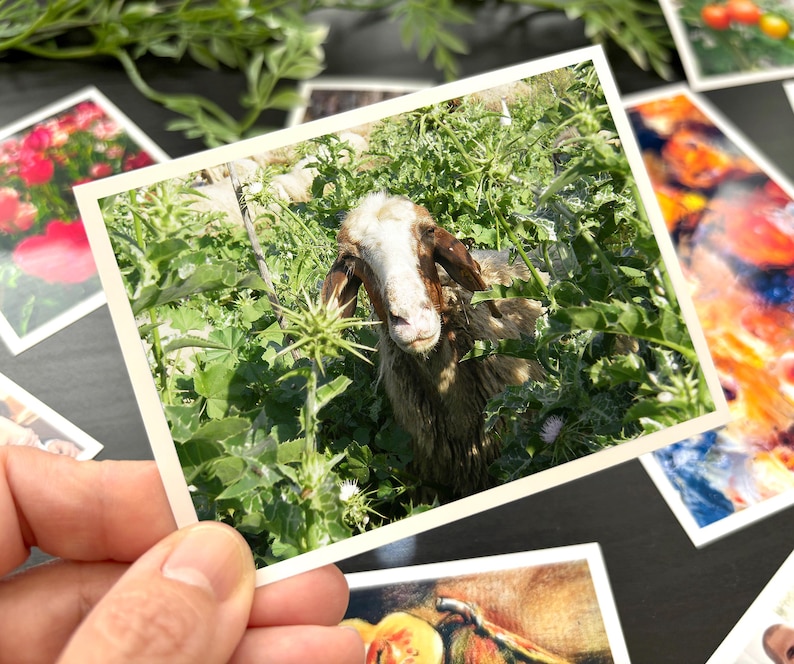 May include: A rectangular photograph featuring a goat with a white face and brown ears standing amidst green foliage and spiky plants. The print has a white border and is displayed among other colorful photographic prints on a dark surface.