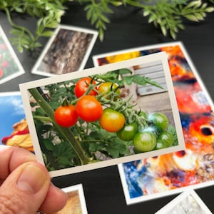 May include: A rectangular photograph held by a hand, featuring a cluster of cherry tomatoes on a green vine. The tomatoes transition in color from bright red to orange and light green, with green leaves visible around the stems and fruit.