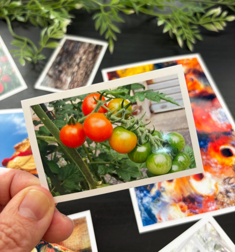 May include: A rectangular photograph held by a hand, featuring a cluster of cherry tomatoes on a green vine. The tomatoes transition in color from bright red to orange and light green, with green leaves visible around the stems and fruit.