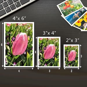 May include: Three rectangular photographic prints featuring a pink tulip in a garden, displayed in sizes 4" x 6", 3" x 4", and 2" x 3". Additional smaller prints showing tomatoes, a coastal scene, yellow flowers, and plums are fanned out in the corner.