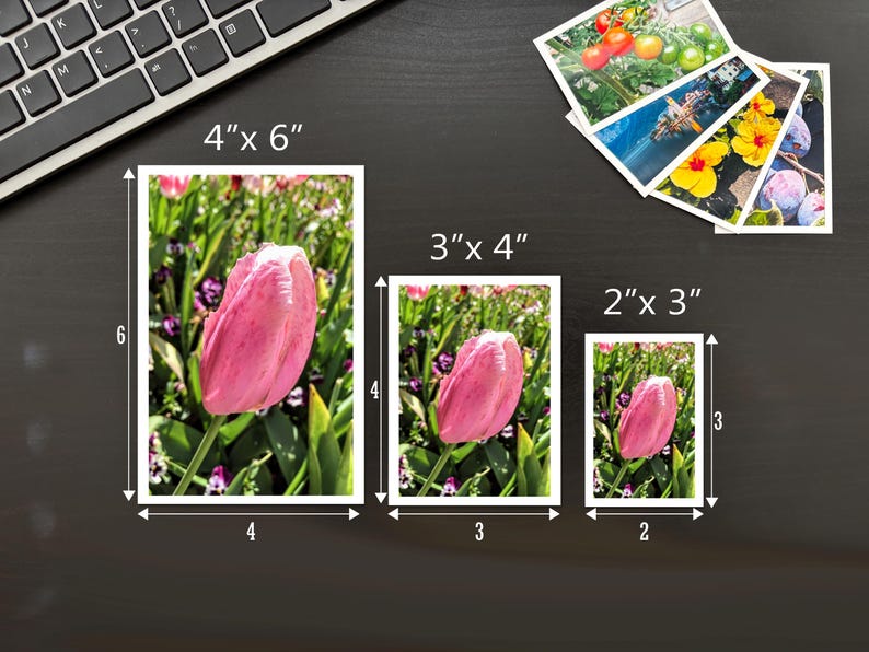 May include: Three rectangular photographic prints featuring a pink tulip in a garden, displayed in sizes 4" x 6", 3" x 4", and 2" x 3". Additional smaller prints showing tomatoes, a coastal scene, yellow flowers, and plums are fanned out in the corner.