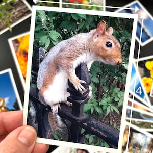 May include: A rectangular photograph featuring a brown and white squirrel perched on a black metal fence. The print measures 3 inches in width and 4 inches in height, as indicated by the white dimension lines and text printed on the image.