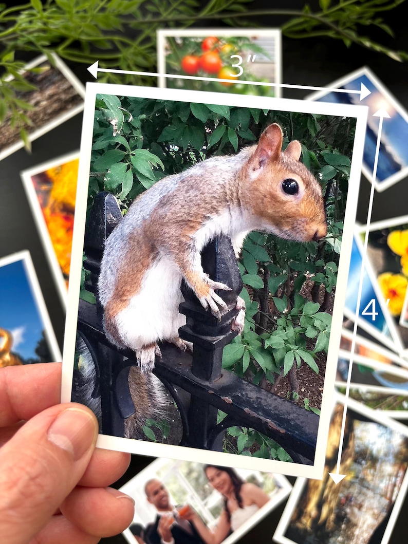 May include: A rectangular photograph featuring a brown and white squirrel perched on a black metal fence. The print measures 3 inches in width and 4 inches in height, as indicated by the white dimension lines and text printed on the image.