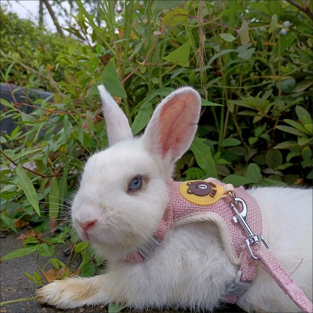 Cute Rabbit Harness Adorable Bunny Harness Rabbit Leashes Etsy