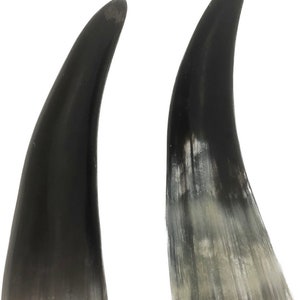 May include: Two black and white cow horns. The horn on the left is solid black, while the horn on the right has a white tip.