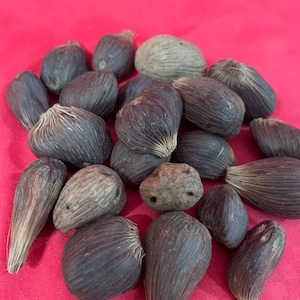 May include: A collection of dark brown palm seeds with a fibrous texture. The seeds are arranged in a pile on a red surface.