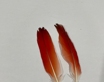 pluma de loro ( 2 pieces ) santeria religion ifa