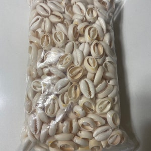 caracoles abiertos ( 1 lb ) ifa Santeria religion