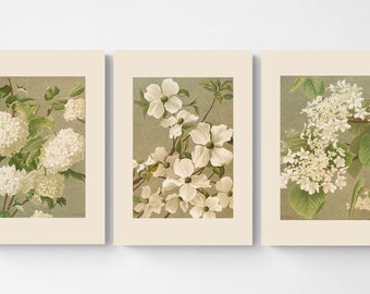 Impresión botánica vintage / Arte de acuarela de estilo rural francés / Regalo de jardinería / Flores blancas / Juego de 3 para pared de galería