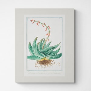 Vintage Botanical Print | Cottagecore Farmhouse French Country Watercolor Art | Gardening Gift | Gallery Wall Set | Aloe Vera 4