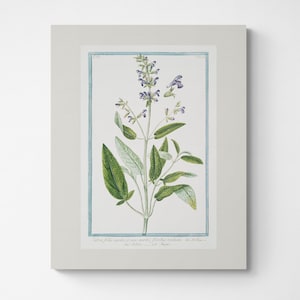Vintage Botanical Print | Cottagecore Farmhouse Boho Watercolor French Country| Kitchen Decor | Gardening Gift | Mother&#39;s Day Gift | sage